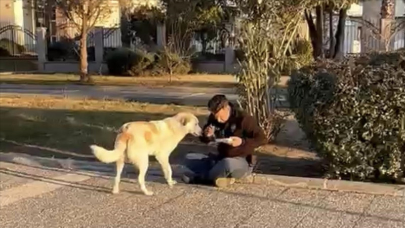 Polis, kumanyasını sokak köpeğiyle paylaştı