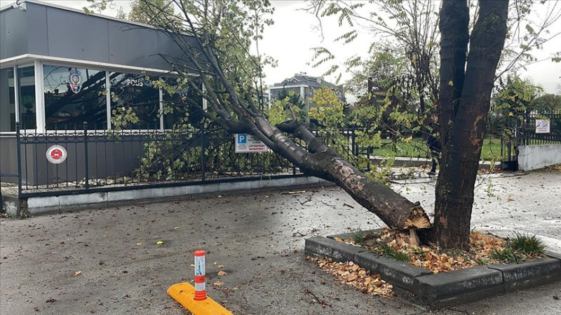 Ağaç polis noktasının üzerine düştü